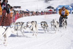 Lenk 2013